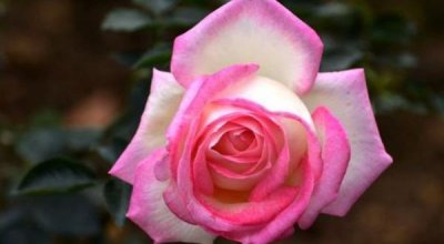 女朋友被搭讪该怎么办?女朋友被搭讪正确反应是什么?