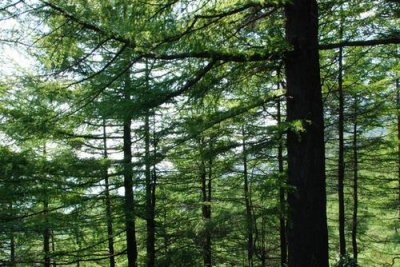 五行属性木的字(五行属木的字有哪些)