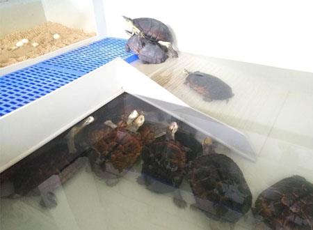 乌龟养几只比较吉利