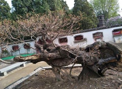 ​鬼树是什么树