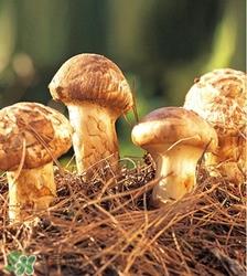 松茸煮多久可以吃?松茸怎么吃最有营养