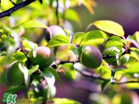 青梅可以减肥吗？青梅减肥效果好吗？