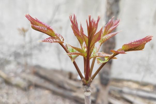 香椿有多少种类 香椿有什么营养价值