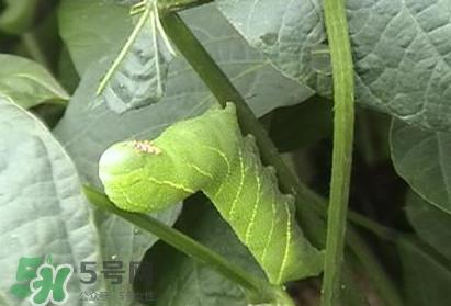 豆丹如何宰杀啊?豆丹可以室内养殖吗? 豆丹如何宰杀啊?豆丹可以室内养殖吗?