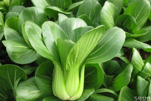 上海青有什么营养价值 吃上海青的好处有什么 上海青有什么营养价值 吃上海青的好处有什么