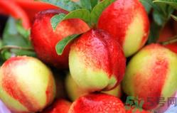 油桃孕妇可以吃吗?孕妇吃油桃对胎儿有影响吗 油桃孕妇可以吃吗?孕妇吃油桃对胎儿有影响吗