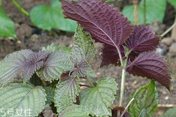 紫苏叶的养殖方法 紫苏叶怎么养殖? 紫苏叶的养殖方法 紫苏叶怎么养殖?