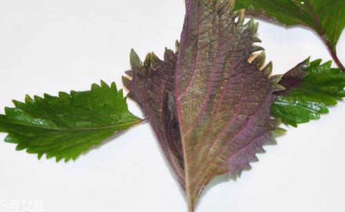 紫苏叶的养殖方法 紫苏叶怎么养殖? 紫苏叶的养殖方法 紫苏叶怎么养殖?