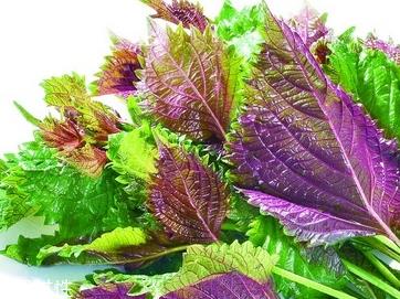 紫苏叶的养殖方法 紫苏叶怎么养殖? 紫苏叶的养殖方法 紫苏叶怎么养殖?