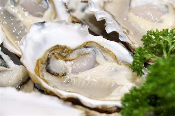 吃了生蚝能喝奶茶吗 生蚝可以和奶茶一起吃吗