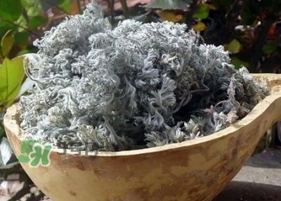 ​白蒿的营养价值_白蒿的功效与作用及食用方法