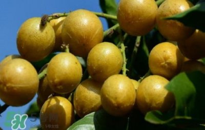 ​黄皮果怎么吃？黄皮果有什么功效