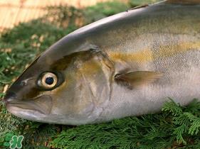 鱼有禽流感吗？吃鱼会得禽流感吗？