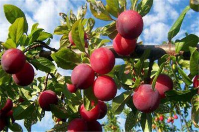 ​李子会上火吗 吃李子会不会上火