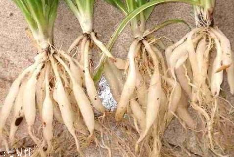 麦冬多少钱一斤 挑选技巧 麦冬多少钱一斤 挑选技巧