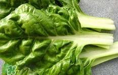 厚皮菜是发物吗?厚皮菜孕妇可以吃吗?
