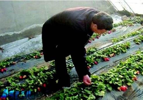 草莓冬天会冻死吗 草莓会冻坏吗