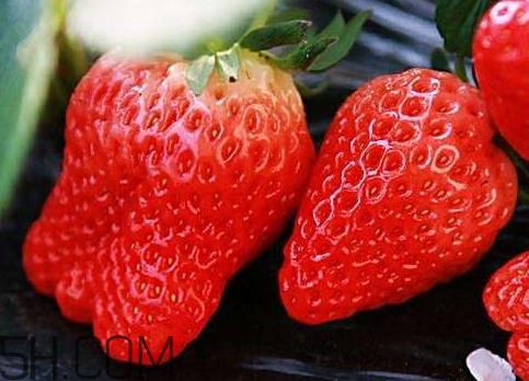 草莓冬天会冻死吗 草莓会冻坏吗