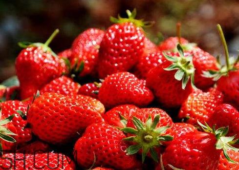 草莓冬天会冻死吗 草莓会冻坏吗