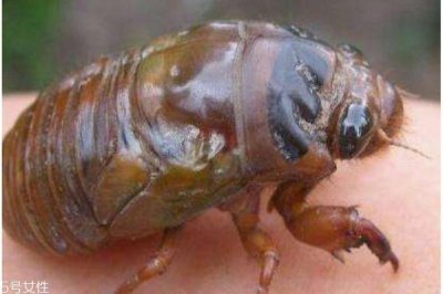 ​金蝉有什么用呢 金蝉的功效有什么呢