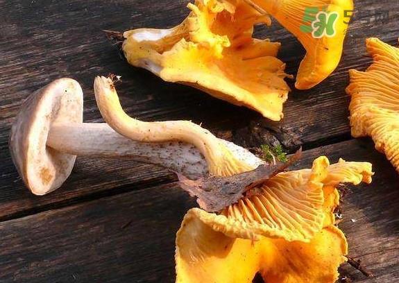 鸡油菌什么季节有？鸡油菌什么时候采摘