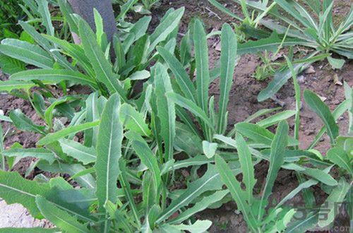 苦菜是热性还是凉性？苦菜是凉性的吗？