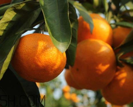 南丰蜜桔怎么保存 南丰蜜桔能不能放冰箱