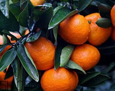 ​南丰蜜桔怎么保存 南丰蜜桔能不能放冰箱