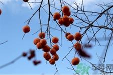 柿饼的营养价值 柿饼的功效与作用及食用方法