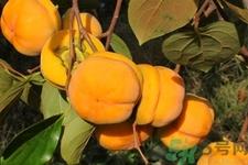 柿饼的营养价值 柿饼的功效与作用及食用方法