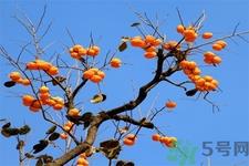 柿饼的营养价值 柿饼的功效与作用及食用方法