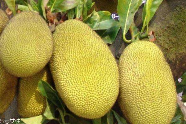 怎么判断菠萝蜜是否成熟 菠萝蜜挑选方法