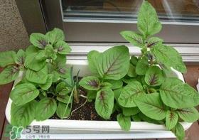 苋菜怎么种？苋菜如何种植