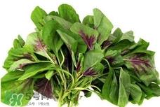 苋菜怎么种？苋菜如何种植