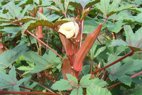 红秋葵和绿秋葵的区别 红秋葵和绿秋葵可以一起吃吗