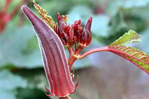 红秋葵和绿秋葵的区别 红秋葵和绿秋葵可以一起吃吗