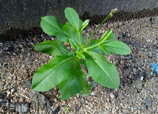 土人参是什么？人参和土人参的区别