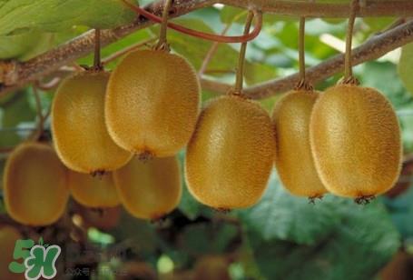 猕猴桃是酸性还是碱性?猕猴桃是酸性吗 猕猴桃是酸性还是碱性?猕猴桃是酸性吗