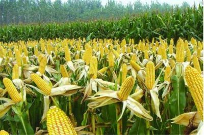 ​煮玉米放糖还是放盐 煮玉米要注意什么