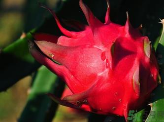 红心火龙果的营养价值 红心火龙果的功效与作用