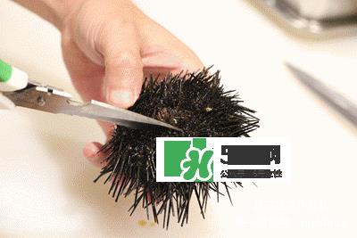 海胆怎么处理?海胆可以生吃吗? 海胆怎么处理?海胆可以生吃吗?