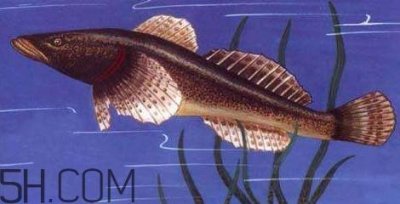 ​松江鲈鱼多少钱一斤？松江鲈鱼的松江在哪里