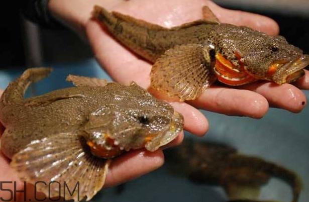 松江鲈鱼多少钱一斤?松江鲈鱼的松江在哪里 松江鲈鱼多少钱一斤?松江鲈鱼的松江在哪里