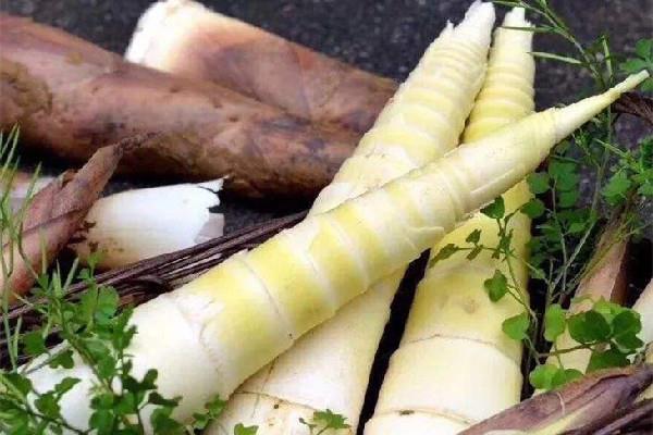 春笋吃起来为什么麻麻的 春笋吃起来酸怎么回事 春笋吃起来为什么麻麻的 春笋吃起来酸怎么回事