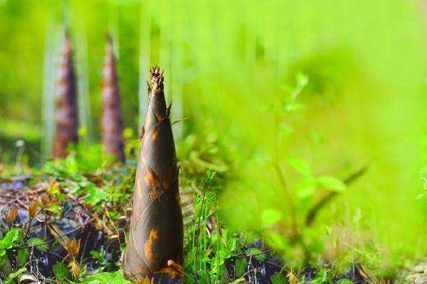 春笋吃起来为什么麻麻的 春笋吃起来酸怎么回事 春笋吃起来为什么麻麻的 春笋吃起来酸怎么回事