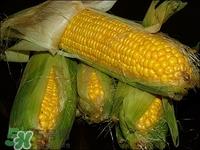 玉米须可以降血压吗?玉米须如何降血压