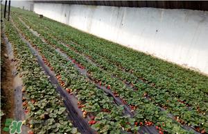 草莓一亩能收多少斤？一亩草莓能产多少斤？