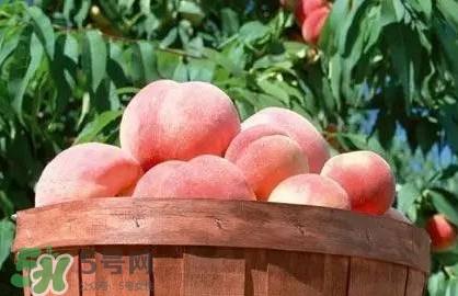 脆桃和软桃哪个好吃？脆桃跟软桃有什么区别？