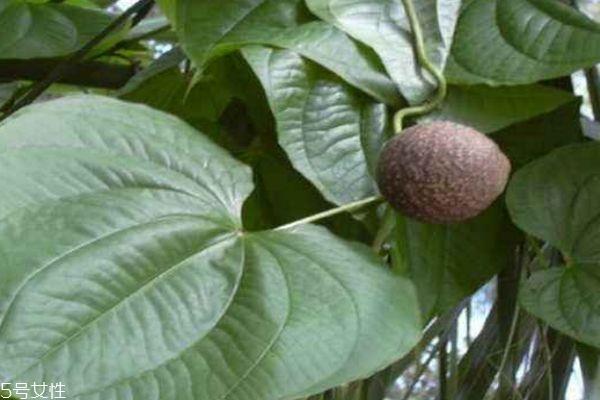 山药豆和山药有什么关系 山药豆的好处有什么 山药豆和山药有什么关系 山药豆的好处有什么