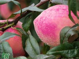 雪桃什么时候成熟?丽江雪桃什么时候成熟? 雪桃什么时候成熟?丽江雪桃什么时候成熟?